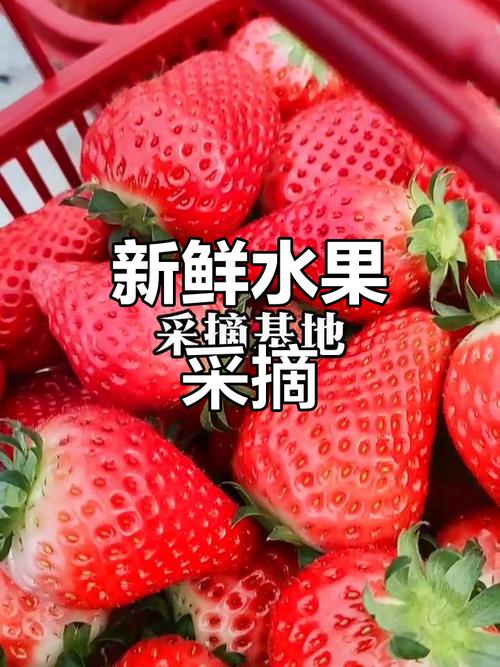 文化西路与清凉寺大道交汇处,新鲜水果采摘体验